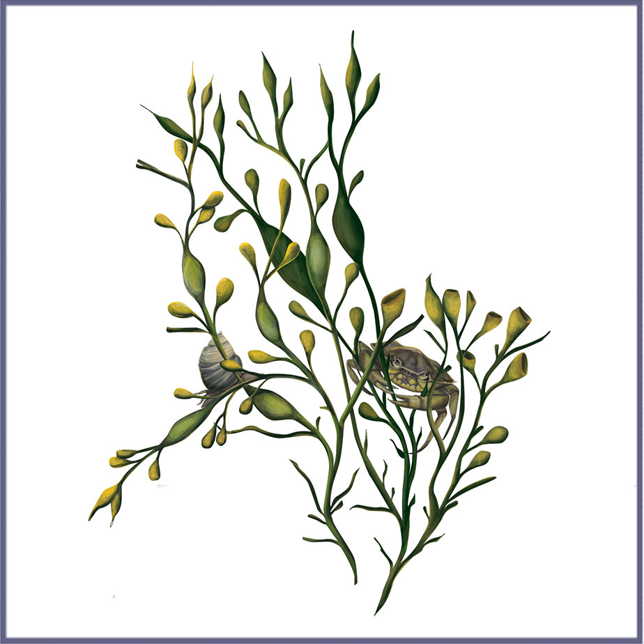 Iode de Kelp BIO naturel en gélules - Ascophyllum nodosum